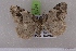  ( - BC NP 0534)  @13 [ ] Copyright (2010) Axel Hausmann/Bavarian State Collection of Zoology (ZSM) SNSB, Zoologische Staatssammlung Muenchen