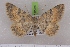  (Charissa amseliNP01Kg - BC NP 0539)  @14 [ ] Copyright (2010) Axel Hausmann/Bavarian State Collection of Zoology (ZSM) SNSB, Zoologische Staatssammlung Muenchen
