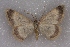  ( - BC NP 0539)  @12 [ ] Copyright (2010) Axel Hausmann/Bavarian State Collection of Zoology (ZSM) SNSB, Zoologische Staatssammlung Muenchen