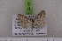  (Eupithecia illaborata - BC NP 0541)  @12 [ ] Copyright (2010) Axel Hausmann/Bavarian State Collection of Zoology (ZSM) SNSB, Zoologische Staatssammlung Muenchen