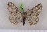  ( - BC NP 0553)  @14 [ ] Copyright (2010) Axel Hausmann/Bavarian State Collection of Zoology (ZSM) SNSB, Zoologische Staatssammlung Muenchen