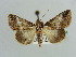  ( - BC ZSM Lep 37874)  @14 [ ] CreativeCommons - Attribution Non-Commercial Share-Alike (2010) Axel Hausmann SNSB, Zoologische Staatssammlung Muenchen