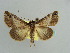 ( - BC ZSM Lep 37875)  @11 [ ] CreativeCommons - Attribution Non-Commercial Share-Alike (2010) Axel Hausmann SNSB, Zoologische Staatssammlung Muenchen