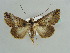  ( - BC ZSM Lep 37876)  @11 [ ] CreativeCommons - Attribution Non-Commercial Share-Alike (2010) Axel Hausmann SNSB, Zoologische Staatssammlung Muenchen
