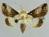  ( - BC ZSM Lep 37882)  @11 [ ] CreativeCommons - Attribution Non-Commercial Share-Alike (2010) Axel Hausmann SNSB, Zoologische Staatssammlung Muenchen