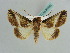  ( - BC ZSM Lep 37885)  @11 [ ] CreativeCommons - Attribution Non-Commercial Share-Alike (2010) Axel Hausmann SNSB, Zoologische Staatssammlung Muenchen