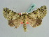  ( - BC ZSM Lep 37920)  @13 [ ] CreativeCommons - Attribution Non-Commercial Share-Alike (2010) Axel Hausmann SNSB, Zoologische Staatssammlung Muenchen
