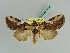  (Plagideicta gigas - BC ZSM Lep 37940)  @11 [ ] CreativeCommons - Attribution Non-Commercial Share-Alike (2010) Axel Hausmann SNSB, Zoologische Staatssammlung Muenchen