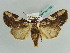  (Mudaria luteileprosa - BC ZSM Lep 37941)  @14 [ ] CreativeCommons - Attribution Non-Commercial Share-Alike (2010) Axel Hausmann SNSB, Zoologische Staatssammlung Muenchen