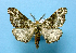  ( - BC ZSM Lep 42255)  @13 [ ] Copyright (2010) Axel Hausmann/Bavarian State Collection of Zoology (ZSM) SNSB, Zoologische Staatssammlung Muenchen