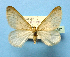  ( - BC ZSM Lep 42257)  @11 [ ] Copyright (2010) Axel Hausmann/Bavarian State Collection of Zoology (ZSM) SNSB, Zoologische Staatssammlung Muenchen