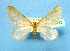  ( - BC ZSM Lep 42258)  @11 [ ] Copyright (2010) Axel Hausmann/Bavarian State Collection of Zoology (ZSM) SNSB, Zoologische Staatssammlung Muenchen