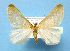  (Alsophila aceraria - BC ZSM Lep 42259)  @14 [ ] Copyright (2010) Axel Hausmann/Bavarian State Collection of Zoology (ZSM) SNSB, Zoologische Staatssammlung Muenchen