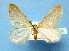  ( - BC ZSM Lep 42260)  @13 [ ] Copyright (2010) Axel Hausmann/Bavarian State Collection of Zoology (ZSM) SNSB, Zoologische Staatssammlung Muenchen