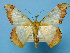  (Zeheba aureatoides - BC ZSM Lep 42261)  @14 [ ] Copyright (2010) Axel Hausmann/Bavarian State Collection of Zoology (ZSM) SNSB, Zoologische Staatssammlung Muenchen