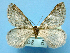  ( - BC ZSM Lep 42267)  @11 [ ] Copyright (2010) Axel Hausmann/Bavarian State Collection of Zoology (ZSM) SNSB, Zoologische Staatssammlung Muenchen