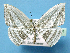  (Acropteris leptaliata - BC ZSM Lep 42281)  @13 [ ] Copyright (2010) Axel Hausmann/Bavarian State Collection of Zoology (ZSM) SNSB, Zoologische Staatssammlung Muenchen