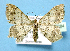  ( - BC ZSM Lep 42284)  @13 [ ] Copyright (2010) Axel Hausmann/Bavarian State Collection of Zoology (ZSM) SNSB, Zoologische Staatssammlung Muenchen