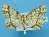  ( - BC ZSM Lep 42287)  @13 [ ] Copyright (2010) Axel Hausmann/Bavarian State Collection of Zoology (ZSM) SNSB, Zoologische Staatssammlung Muenchen