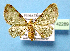  ( - BC ZSM Lep 42289)  @11 [ ] Copyright (2010) Axel Hausmann/Bavarian State Collection of Zoology (ZSM) SNSB, Zoologische Staatssammlung Muenchen