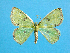  (Comibaena MS01 - BC ZSM Lep 42306)  @13 [ ] Copyright (2010) Axel Hausmann/Bavarian State Collection of Zoology (ZSM) SNSB, Zoologische Staatssammlung Muenchen