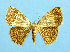  (Heterostegane urbica - BC ZSM Lep 42307)  @13 [ ] Copyright (2010) Axel Hausmann/Bavarian State Collection of Zoology (ZSM) SNSB, Zoologische Staatssammlung Muenchen