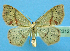  ( - BC ZSM Lep 42312)  @13 [ ] Copyright (2010) Axel Hausmann/Bavarian State Collection of Zoology (ZSM) SNSB, Zoologische Staatssammlung Muenchen