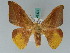  (Oreta fuscopurpurea - BC ZSM Lep 43373)  @11 [ ] CreativeCommons - Attribution Non-Commercial Share-Alike (2010) Axel Hausmann SNSB, Zoologische Staatssammlung Muenchen