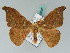  ( - BC ZSM Lep 43385)  @11 [ ] CreativeCommons - Attribution Non-Commercial Share-Alike (2010) Axel Hausmann SNSB, Zoologische Staatssammlung Muenchen