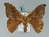  (Oreta UB01 - BC ZSM Lep 43388)  @14 [ ] CreativeCommons - Attribution Non-Commercial Share-Alike (2010) Axel Hausmann SNSB, Zoologische Staatssammlung Muenchen