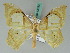  (Macrauzata fenestraria - BC ZSM Lep 43393)  @14 [ ] CreativeCommons - Attribution Non-Commercial Share-Alike (2010) Axel Hausmann SNSB, Zoologische Staatssammlung Muenchen