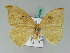  ( - BC ZSM Lep 43396)  @11 [ ] CreativeCommons - Attribution Non-Commercial Share-Alike (2010) Axel Hausmann SNSB, Zoologische Staatssammlung Muenchen