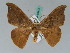  ( - BC ZSM Lep 43415)  @11 [ ] CreativeCommons - Attribution Non-Commercial Share-Alike (2010) Axel Hausmann SNSB, Zoologische Staatssammlung Muenchen