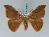  ( - BC ZSM Lep 43416)  @11 [ ] CreativeCommons - Attribution Non-Commercial Share-Alike (2010) Axel Hausmann SNSB, Zoologische Staatssammlung Muenchen