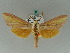  ( - BC ZSM Lep 43436)  @14 [ ] CreativeCommons - Attribution Non-Commercial Share-Alike (2010) Axel Hausmann SNSB, Zoologische Staatssammlung Muenchen