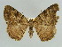  (Xylopteryx AH02Ke - BC ZSM Lep 43470)  @15 [ ] CreativeCommons - Attribution Non-Commercial Share-Alike (2010) Axel Hausmann/Bavarian State Collection of Zoology (ZSM) SNSB, Zoologische Staatssammlung Muenchen