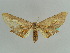  ( - BC ZSM Lep 43480)  @13 [ ] CreativeCommons - Attribution Non-Commercial Share-Alike (2010) Axel Hausmann/Bavarian State Collection of Zoology (ZSM) SNSB, Zoologische Staatssammlung Muenchen