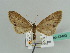  (Eupithecia proflua - BC ZSM Lep 43483)  @13 [ ] CreativeCommons - Attribution Non-Commercial Share-Alike (2010) Axel Hausmann/Bavarian State Collection of Zoology (ZSM) SNSB, Zoologische Staatssammlung Muenchen