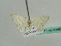  ( - BC ZSM Lep 43493)  @11 [ ] CreativeCommons - Attribution Non-Commercial Share-Alike (2010) Axel Hausmann/Bavarian State Collection of Zoology (ZSM) SNSB, Zoologische Staatssammlung Muenchen