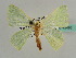  ( - BC ZSM Lep 43495)  @13 [ ] CreativeCommons - Attribution Non-Commercial Share-Alike (2010) Axel Hausmann/Bavarian State Collection of Zoology (ZSM) SNSB, Zoologische Staatssammlung Muenchen