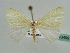  (Thelycera hemithales - BC ZSM Lep 43499)  @13 [ ] CreativeCommons - Attribution Non-Commercial Share-Alike (2010) Axel Hausmann/Bavarian State Collection of Zoology (ZSM) SNSB, Zoologische Staatssammlung Muenchen