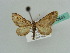  (Eupithecia BOLD:AAY2820 - BC ZSM Lep 43505)  @13 [ ] CreativeCommons - Attribution Non-Commercial Share-Alike (2010) Axel Hausmann/Bavarian State Collection of Zoology (ZSM) SNSB, Zoologische Staatssammlung Muenchen