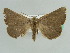  ( - BC ZSM Lep 43510)  @13 [ ] CreativeCommons - Attribution Non-Commercial Share-Alike (2010) Axel Hausmann/Bavarian State Collection of Zoology (ZSM) SNSB, Zoologische Staatssammlung Muenchen