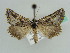  ( - BC ZSM Lep 43513)  @14 [ ] CreativeCommons - Attribution Non-Commercial Share-Alike (2010) Axel Hausmann/Bavarian State Collection of Zoology (ZSM) SNSB, Zoologische Staatssammlung Muenchen
