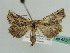  ( - BC ZSM Lep 43514)  @12 [ ] CreativeCommons - Attribution Non-Commercial Share-Alike (2010) Axel Hausmann/Bavarian State Collection of Zoology (ZSM) SNSB, Zoologische Staatssammlung Muenchen