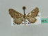  (Eupithecia AH04SA - BC ZSM Lep 43515)  @13 [ ] CreativeCommons - Attribution Non-Commercial Share-Alike (2010) Axel Hausmann/Bavarian State Collection of Zoology (ZSM) SNSB, Zoologische Staatssammlung Muenchen