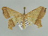  (Macaria AH01Gm - BC ZSM Lep 43523)  @11 [ ] CreativeCommons - Attribution Non-Commercial Share-Alike (2010) Axel Hausmann/Bavarian State Collection of Zoology (ZSM) SNSB, Zoologische Staatssammlung Muenchen