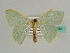  ( - BC ZSM Lep 43530)  @11 [ ] CreativeCommons - Attribution Non-Commercial Share-Alike (2010) Axel Hausmann/Bavarian State Collection of Zoology (ZSM) SNSB, Zoologische Staatssammlung Muenchen