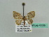  (Pasiphila derasata - BC ZSM Lep 43536)  @11 [ ] CreativeCommons - Attribution Non-Commercial Share-Alike (2010) Axel Hausmann/Bavarian State Collection of Zoology (ZSM) SNSB, Zoologische Staatssammlung Muenchen