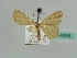  ( - BC ZSM Lep 43543)  @11 [ ] CreativeCommons - Attribution Non-Commercial Share-Alike (2010) Axel Hausmann/Bavarian State Collection of Zoology (ZSM) SNSB, Zoologische Staatssammlung Muenchen